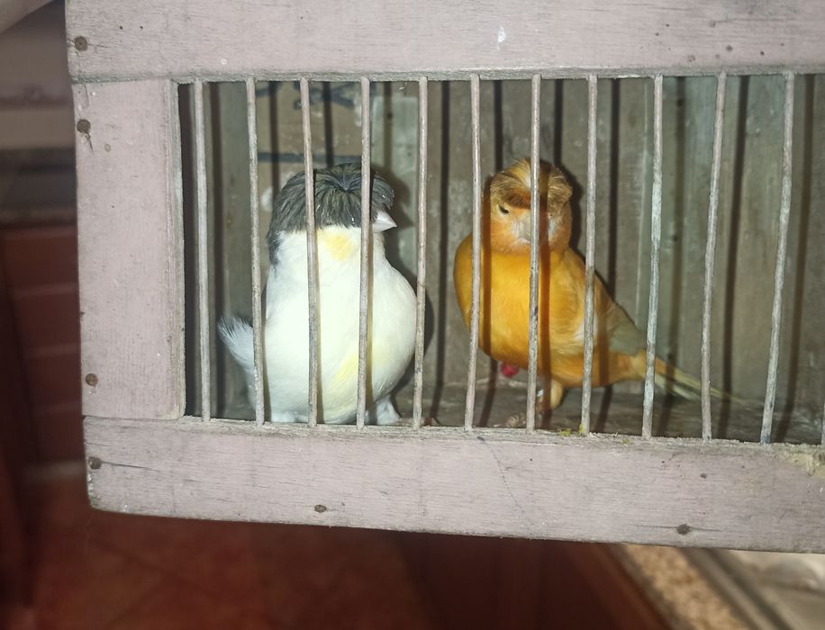 vendo 2 casais de canários ou troco por caturras