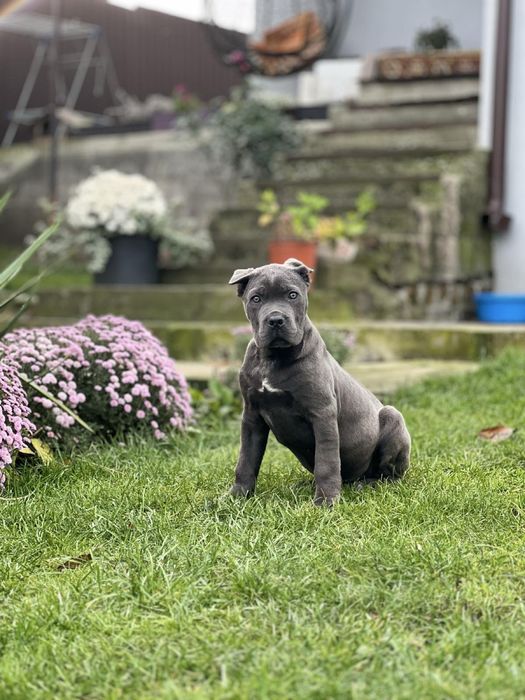 Кане корсо хлопчик.