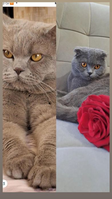Шотландський котик