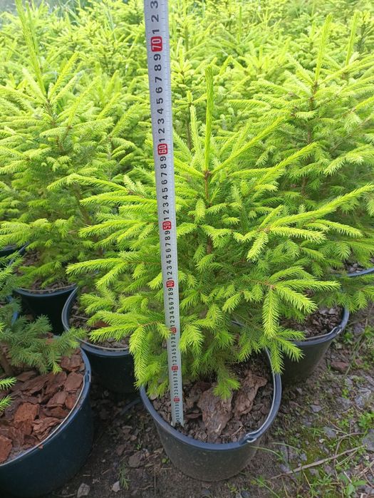 Ялина Європейська, Ель Европейская