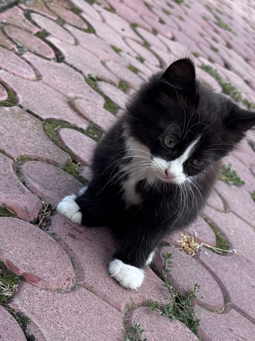 Кошенята Бершадь котик киця