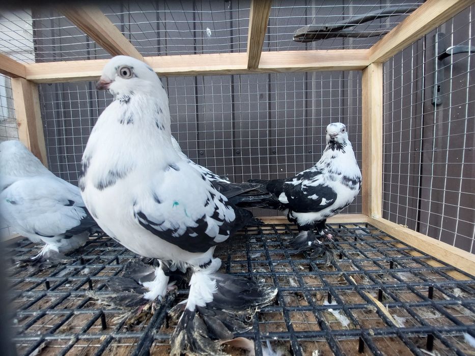 Gołębie. Widyny czarne