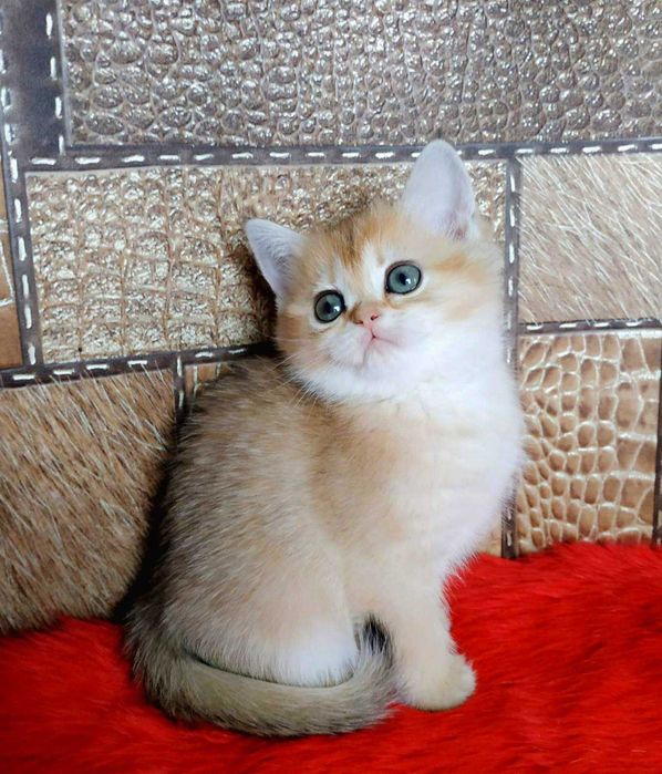 Шотландские Золотые шиншиллы девочки Наоми и Норма