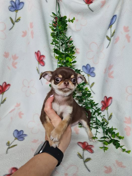 Excecional menino mini Chihuahua/Chiuaua de Qualidade