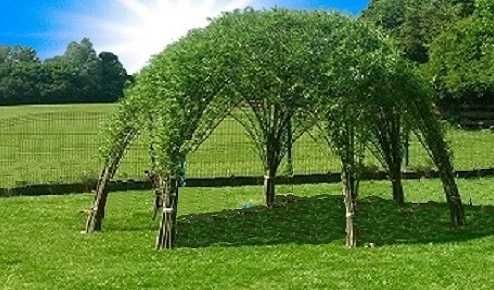 Wierzba energetyczna do palenia ,ściółkowania i inne zastosowania