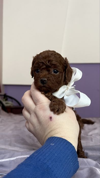 Цуценяткам той пудель, хлопчики і дівчатка