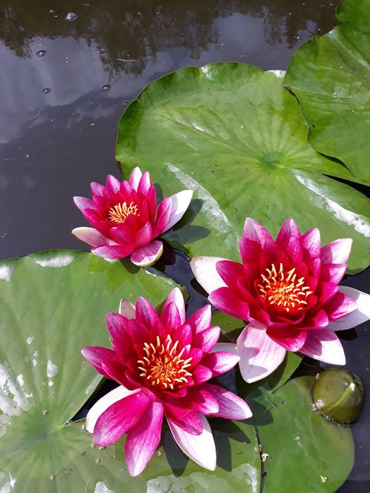 Lilia wodna , Grzybień Nymphaea , Kamieńsk , lesiakowski.pl