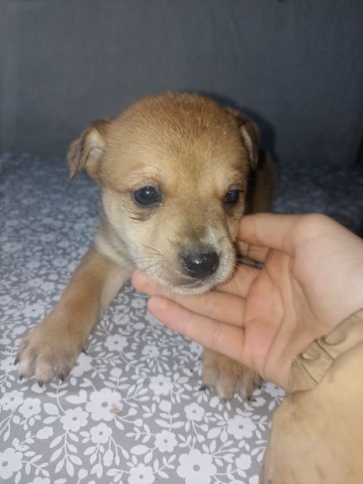 Отдам цуценят в хорошие руки