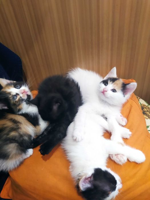 Віддам кошенят безкоштовно