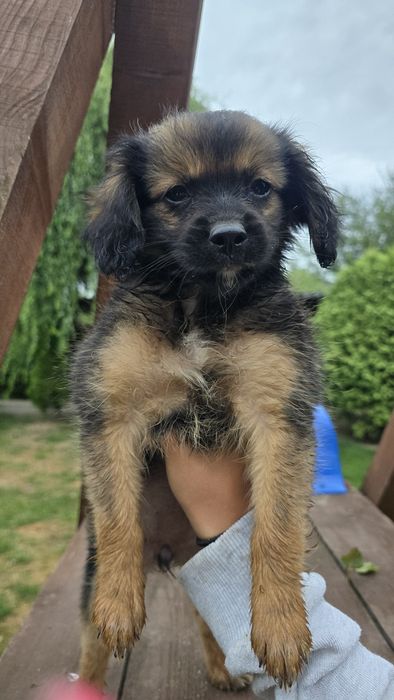 Cavapom suczki I piesek
