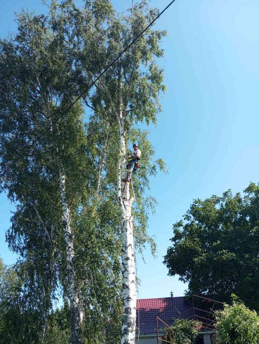 Спилювання аварійних дерев