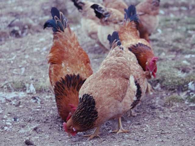 Інкубаційне яйце.(Курчата) Суссекс - палева-колумбія, фарфор. Птиця.