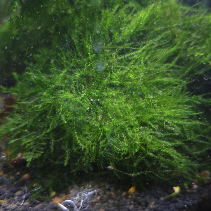 Java moss - Mech Jawajski