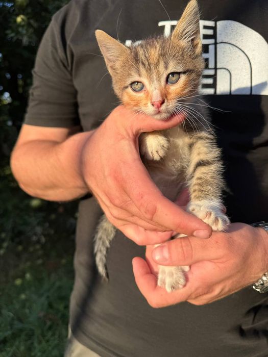 Кошенята шукають дім