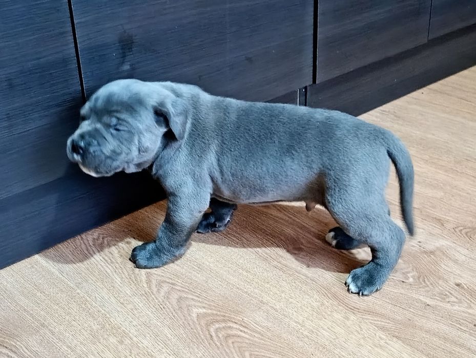 Cane Corso - BŁĘKITNY Chłopiec