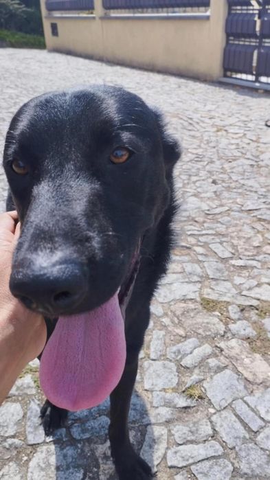 Menino para adopção responsável