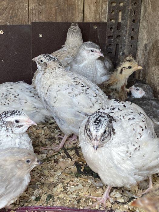 przepiórki japonskie mandzurskie lawendowe