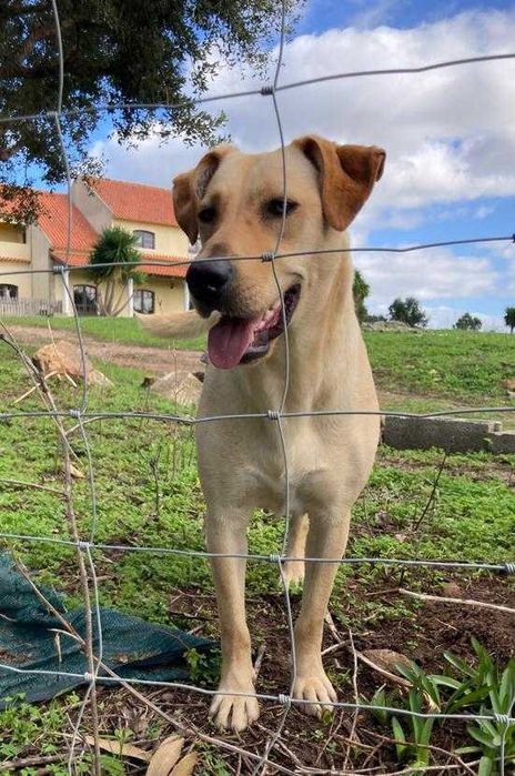 Pipoca - Para Adopção