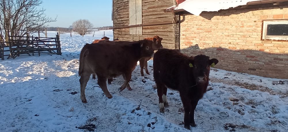 Sprzedam odsadki jałówki 100% LM