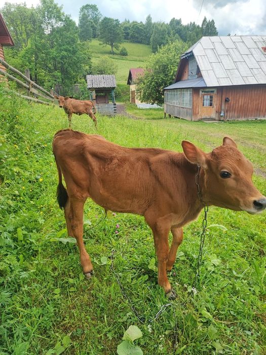 Продамо телят !!!