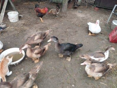 Sprzedam kaczki i kaczory