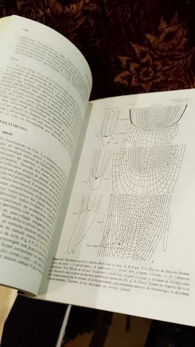 Anatomia das Plantas com Sementes - Katherine Esau