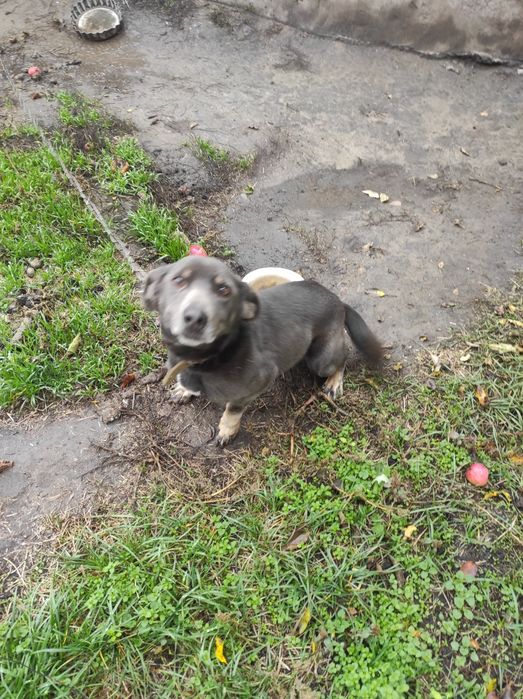 Віддам собаку пес і дівчинка