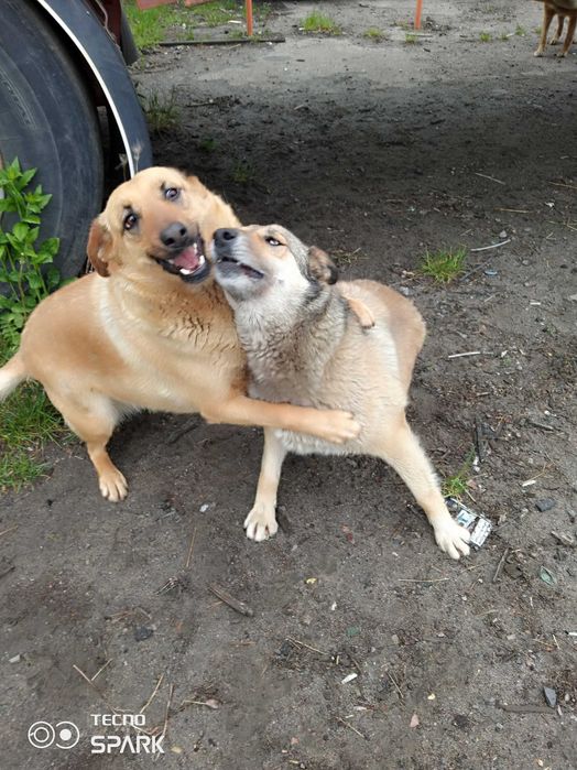 подарую собак в добрі руки