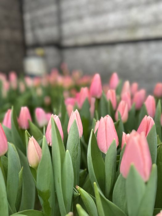 Продам цибулини тюльпанів