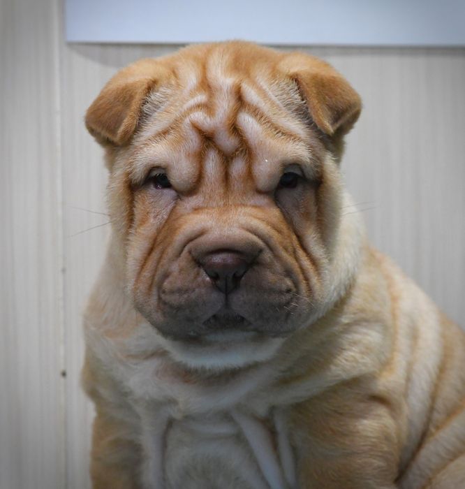 Продаються цуцики породи Шарпей