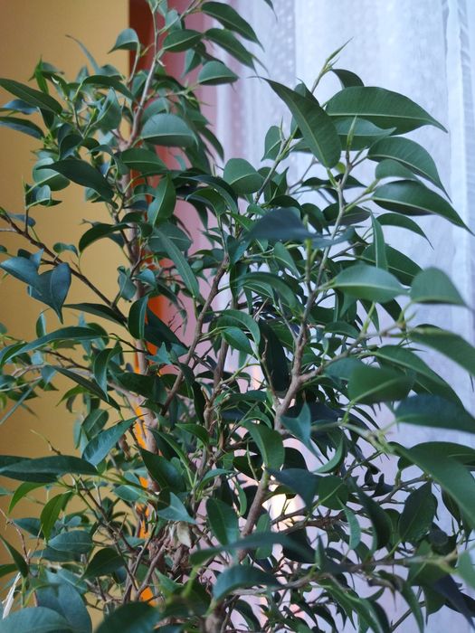 Xiaomi Poco M3 64GB 4GB