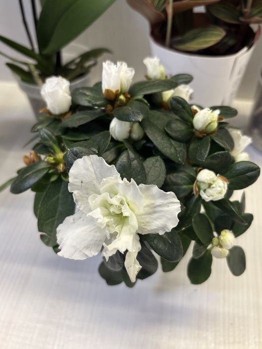 Кімнатні квіти,  вибір інших