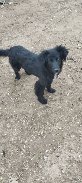 Oddam szczeniaki w dobre ręce