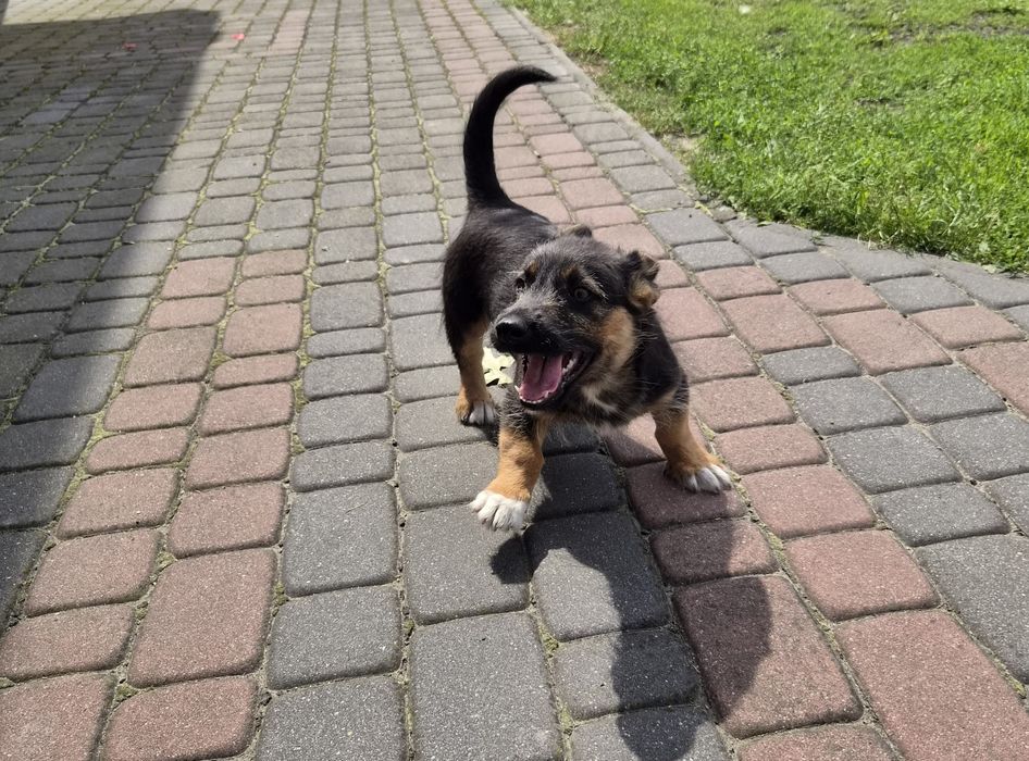 Piesek i suczka szukaja domu