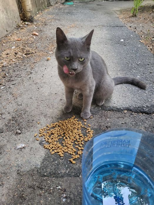 Котик схожий на російську блакитну шукає дім.