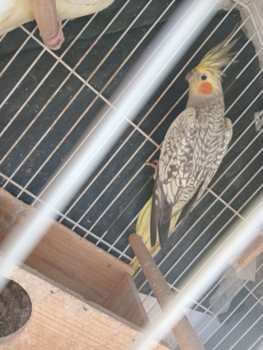 Caturras vendo casal super giro