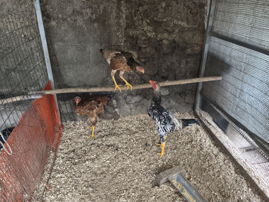 Galinhas de várias Raças