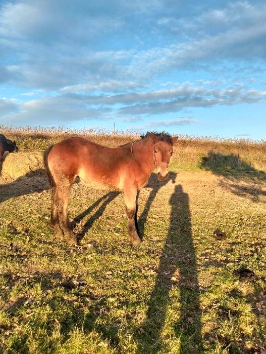 Sprzedam klaczkę PKZ typ sztumski 8 m-c