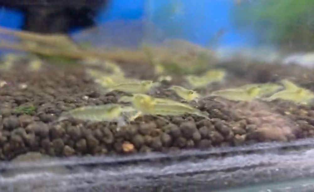 Krewetka Amano Yelow Nowość