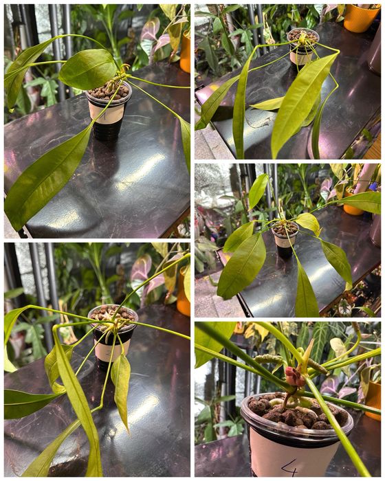 Anthurium vittarifolium