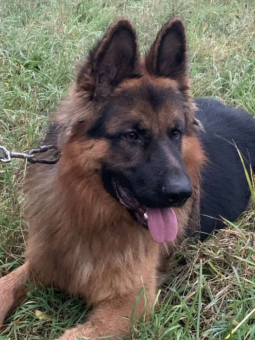 Кобель вязка німецької вівчарки