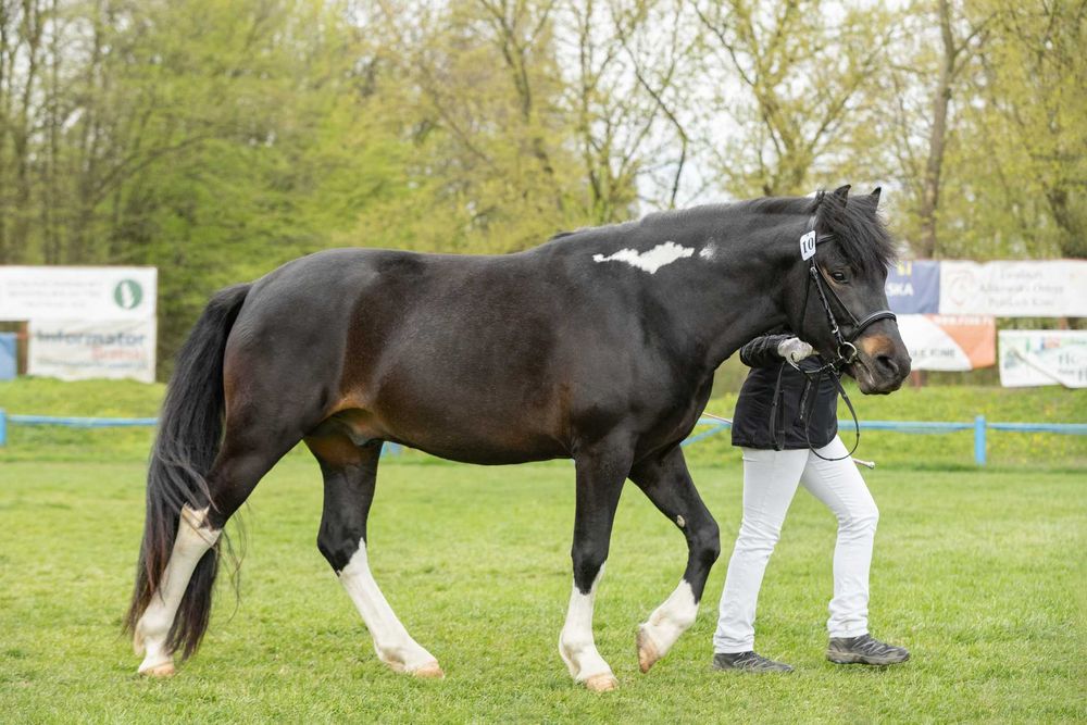 Stanówka hucuł srokaty wysoki huculski