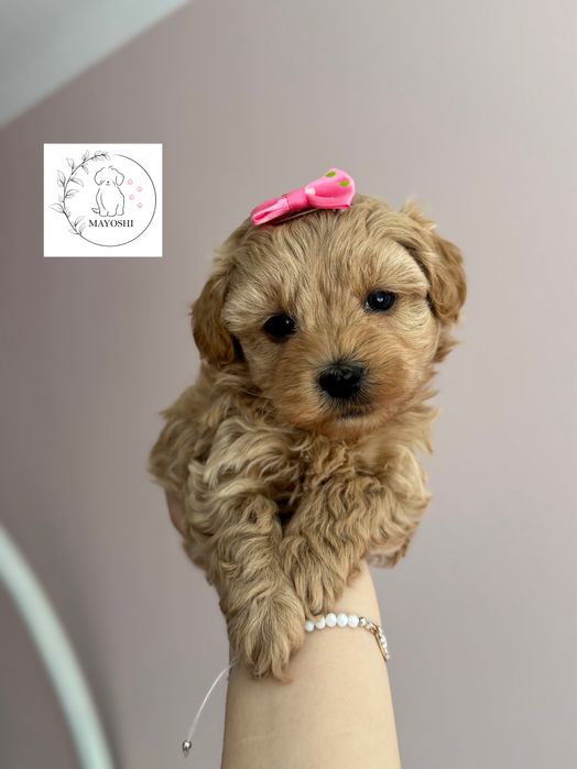 Maltipoo Suczka Mini Badania genetyczne Wyprawka Paszport Maltanczyk Pudel Toy