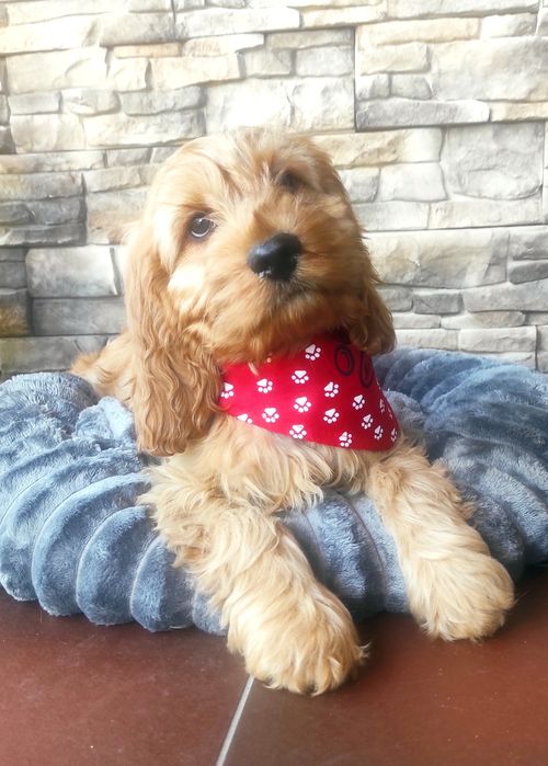 Piesek Cockapoo & pudel