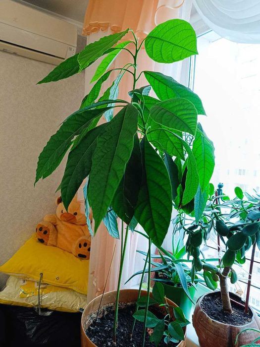 Продам авокадо з 5 та 4 дерев в одному горщику.