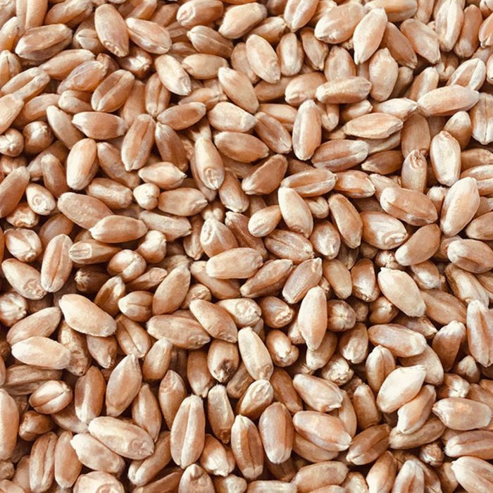 Продам пшеницю 2025 р