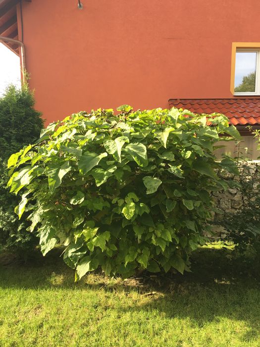 Katalpa NANA catalpa SURMIA 1.5 m wysokości