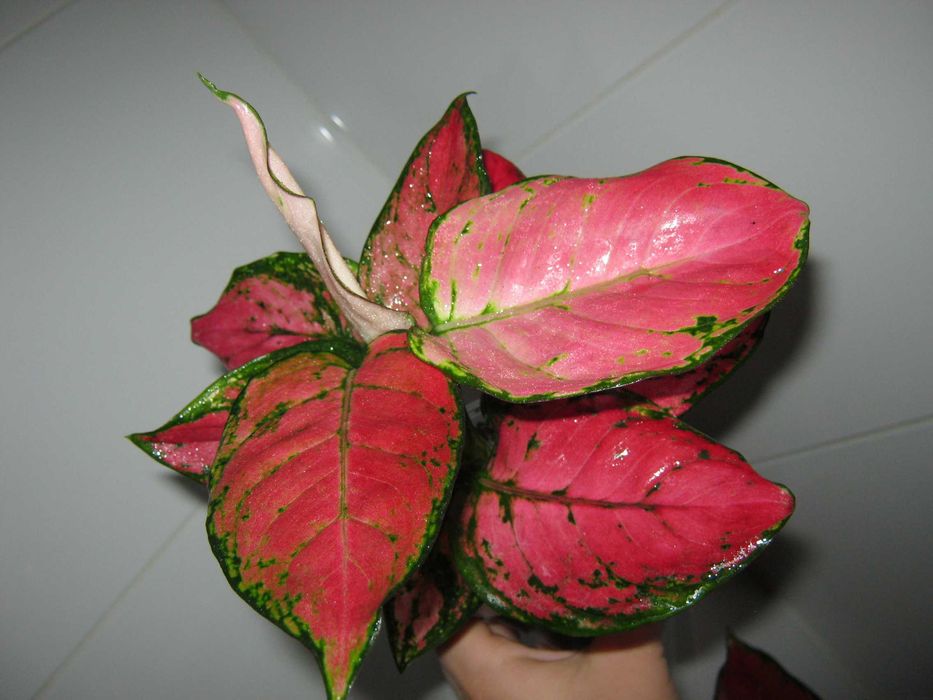 аглаонема 50 сортов комнатные декоративно лиственные цветы