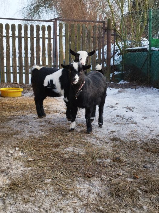 Mam do sprzedania młode kozy miniaturowe