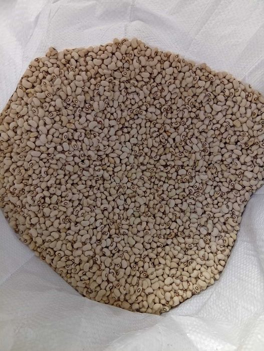 Feijão frade cara verde